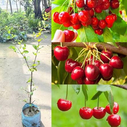Barbados Cherry (Acerola) Plants — Cherry sapling available at Agro Nursery Garden